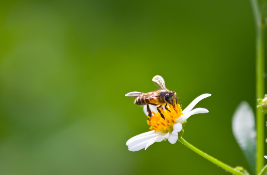 have-a-bee-in-one-s-bonnet-viewcafe